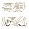 Clementoni Μαθαίνω & Δημιουργώ T-Rex & Πτερανόδοντας Jurassic Wo